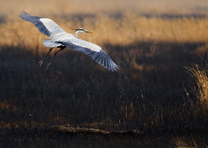 Observation des oiseaux au printemps dans le sud‑ouest de la Louisiane – Partie 1