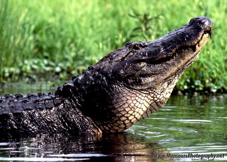 Climat du sud‑ouest de la Louisiane