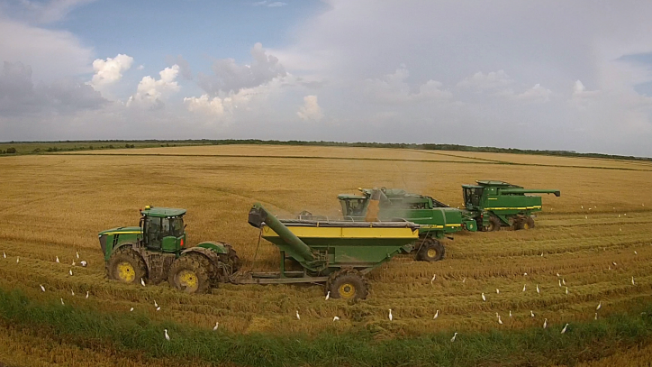 Le riz de Louisiane : du champ à l’assiette