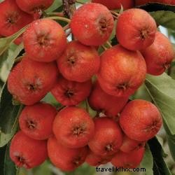 Doux comme du sucre : le festival Starks Mayhaw, du 14 au 16 mai