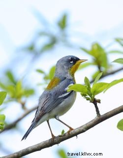 Capturer la migration printanière des oiseaux