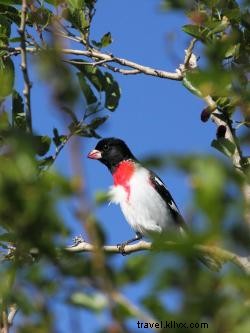 Capturer la migration printanière des oiseaux