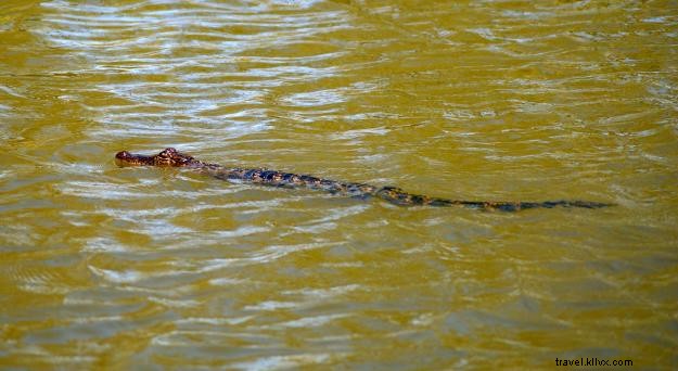 Escapade printanière dans le sud‑ouest de la Louisiane