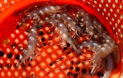 Pêche à la crevette dans le Sud-Ouest de la Louisiane