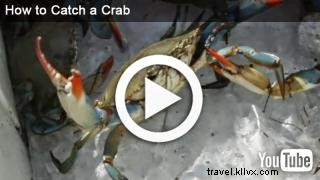 Le crabe d été : souvenirs d enfance sur la Creole Nature Trail