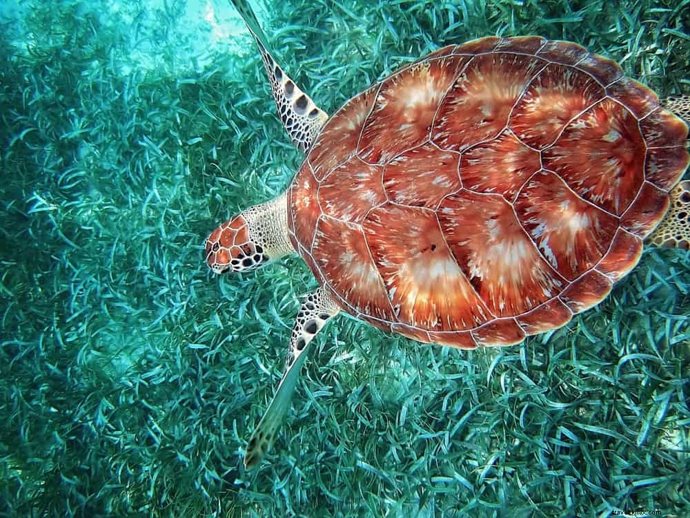 20 des plus beaux endroits à visiter au Belize