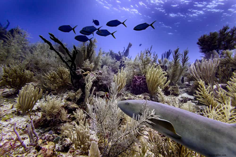 20 des plus beaux endroits à visiter au Belize