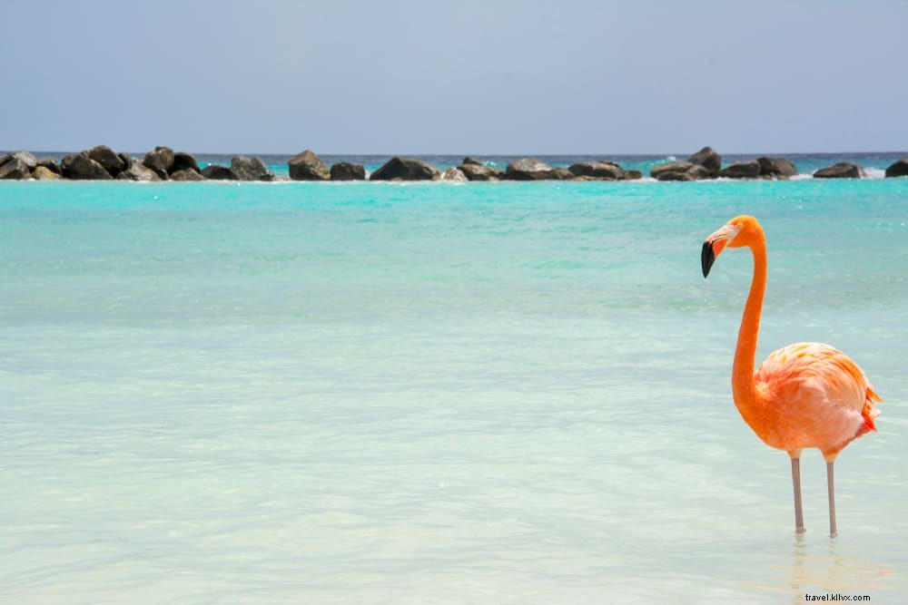Les 16 plus beaux sites à découvrir à Aruba