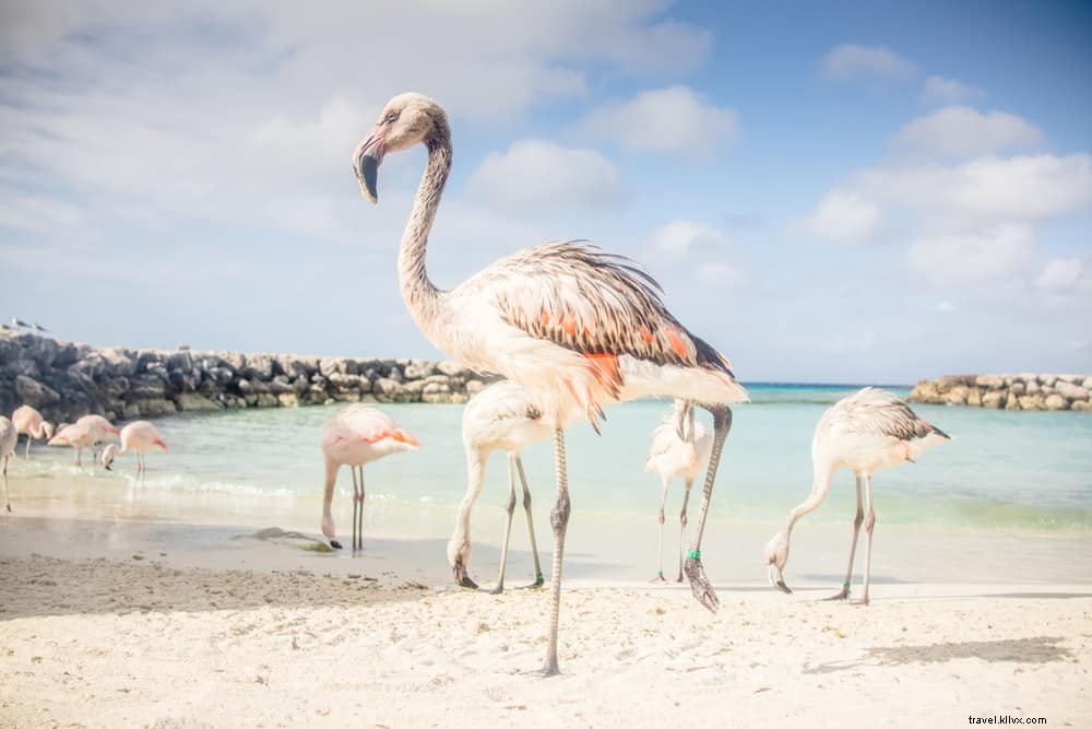 Les 16 plus beaux sites à découvrir à Aruba