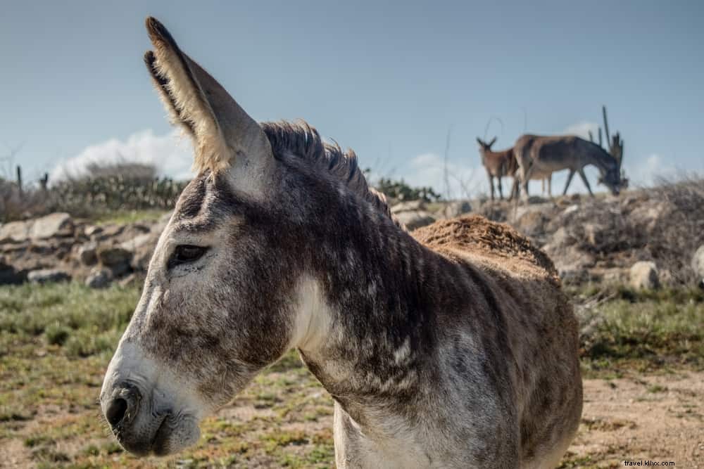 Les 16 plus beaux sites à découvrir à Aruba