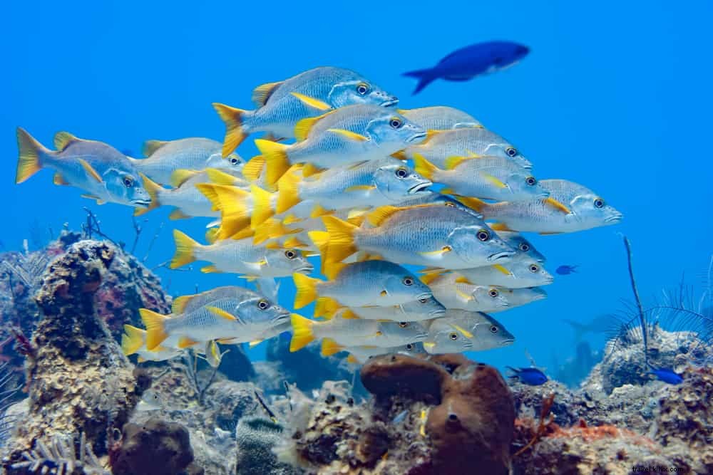 Les 15 plus beaux sites à découvrir aux îles Turques-et-Caïcos