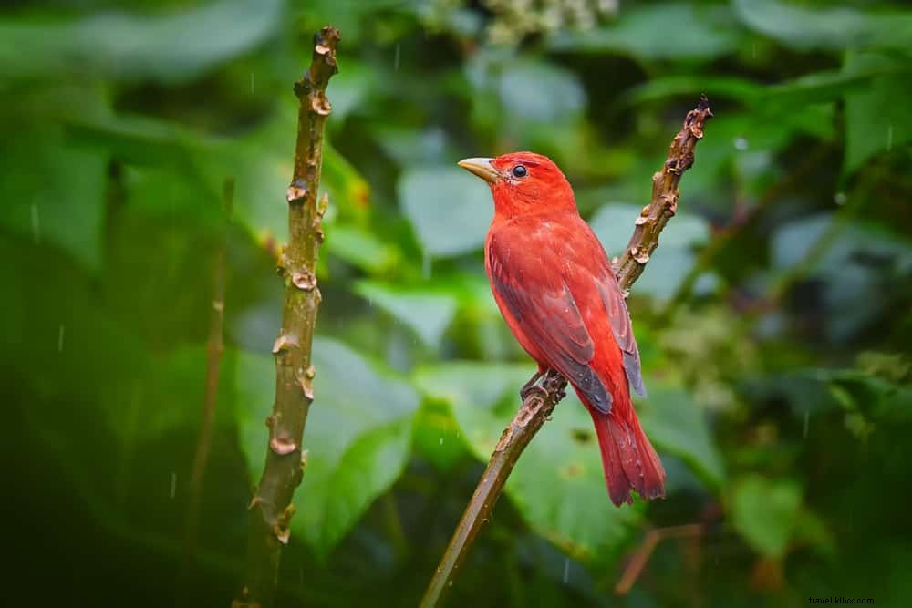 15 sites magnifiques à découvrir à Trinité-et-Tobago