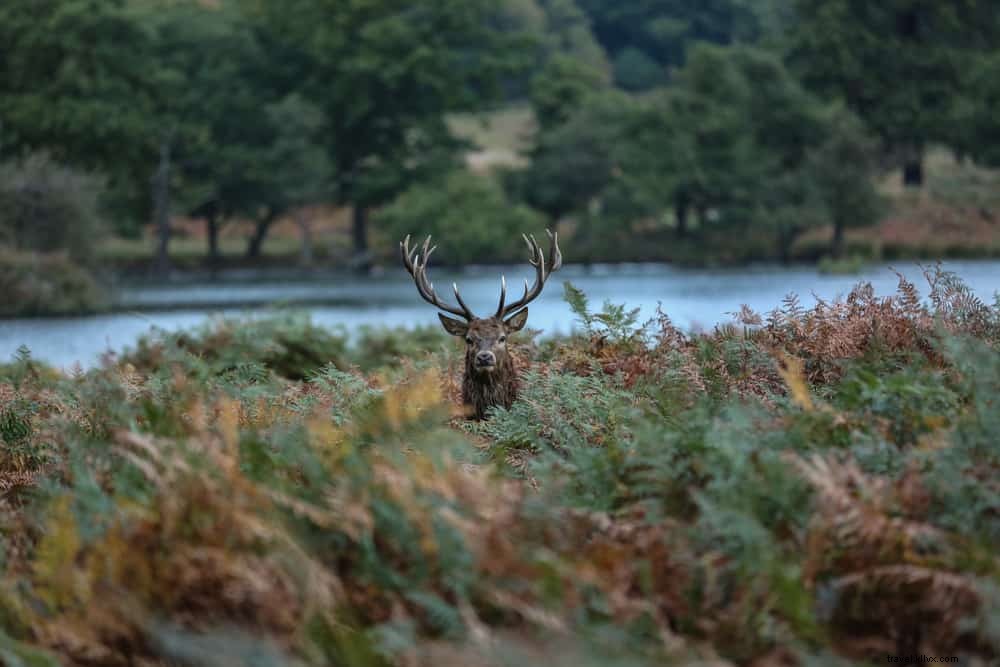 Les 20 plus beaux parcs de Londres