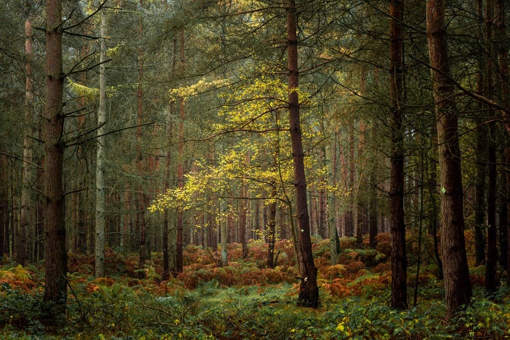 15 lieux magnifiques à découvrir dans le Staffordshire