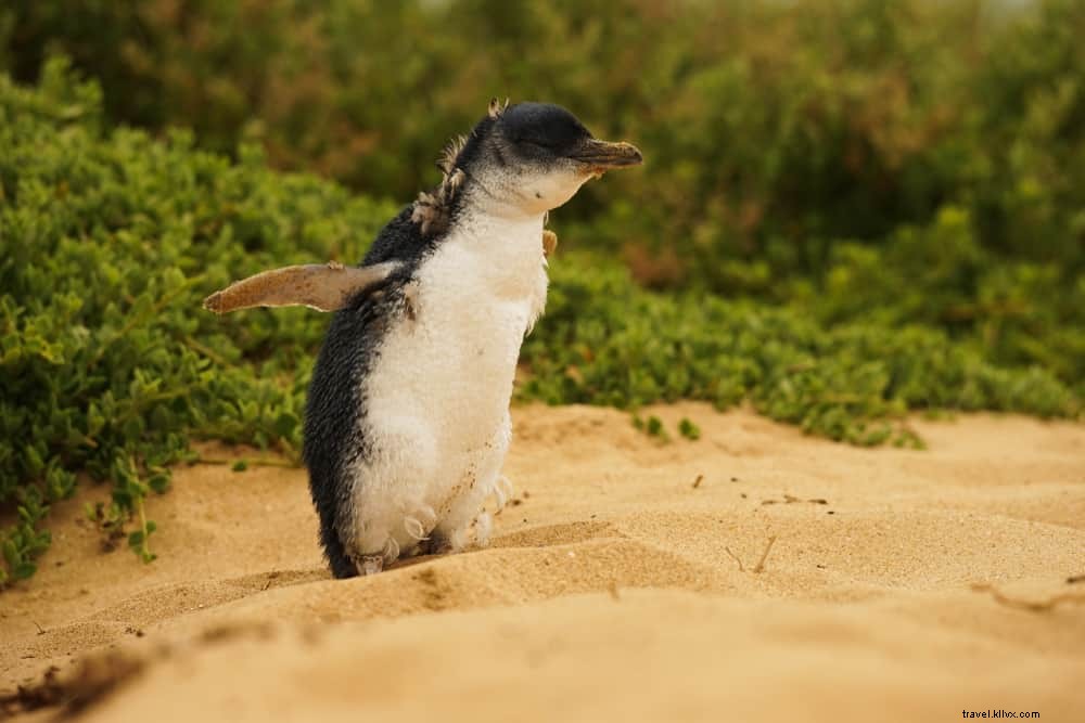 Les 20 plus beaux sites à découvrir en Australie