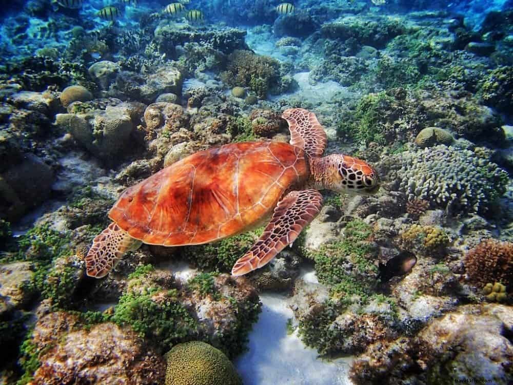 Les 20 plus beaux sites à découvrir en Australie