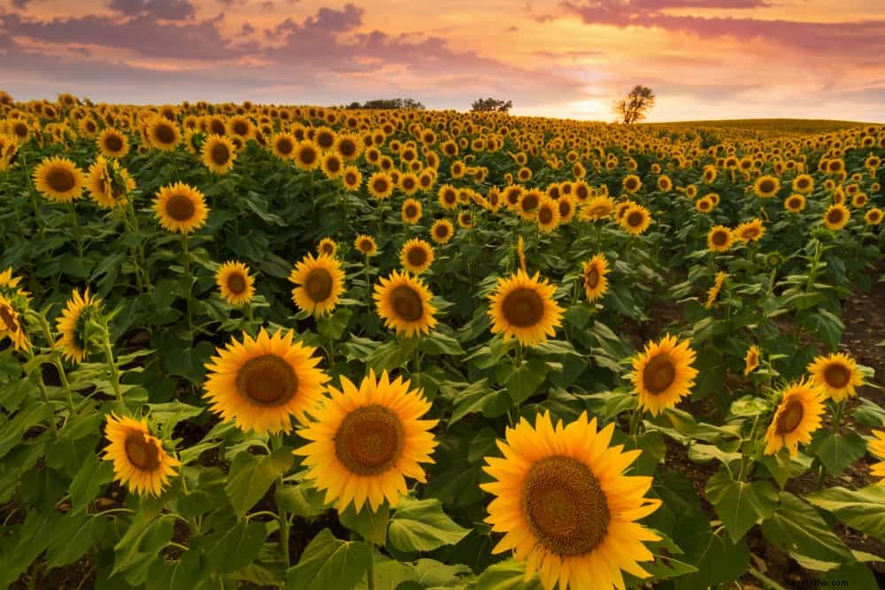 15 plus beaux endroits à visiter au Kansas