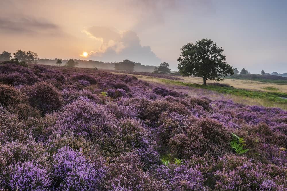 Les 15 plus beaux sites à découvrir dans le Suffolk
