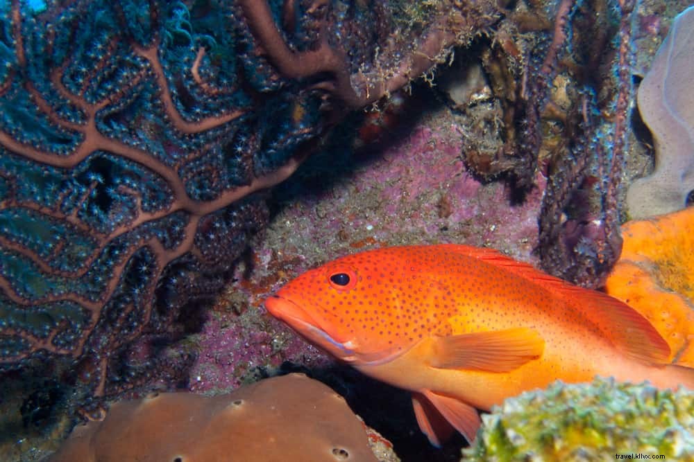 15 sites incontournables à découvrir à Bonaire, Saba et Saint‑Eustache