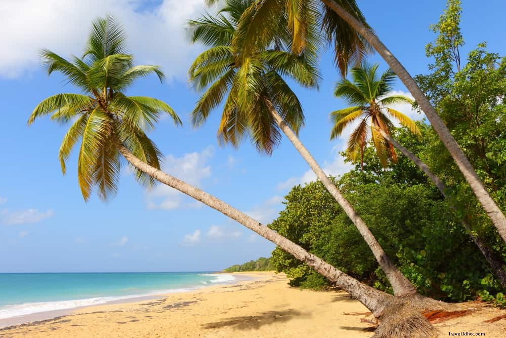 Les 14 plus beaux sites à découvrir en Martinique