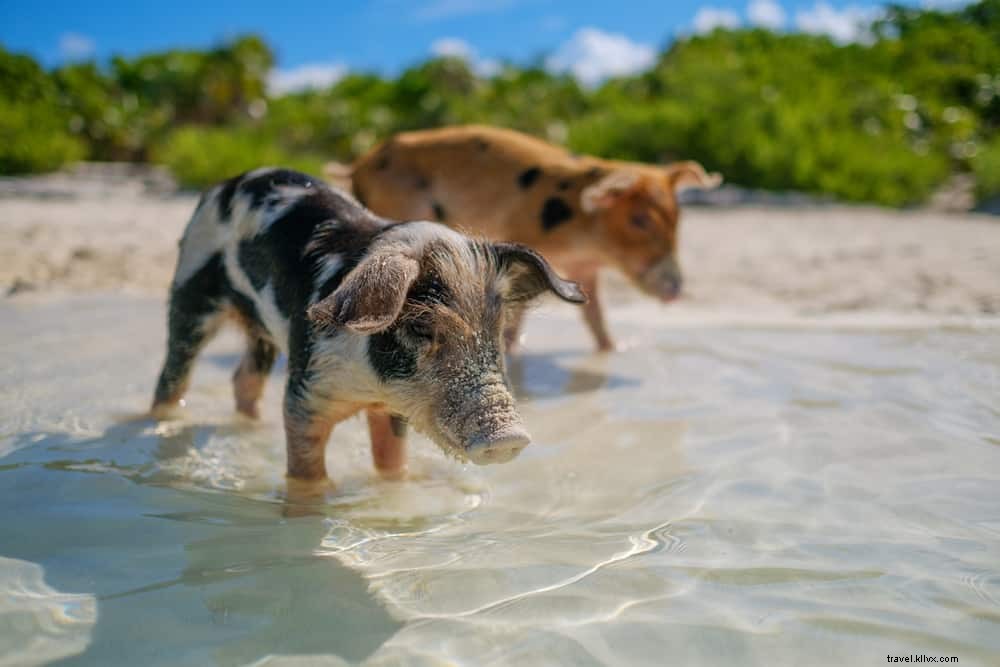 Les 15 plus beaux sites à découvrir aux Bahamas