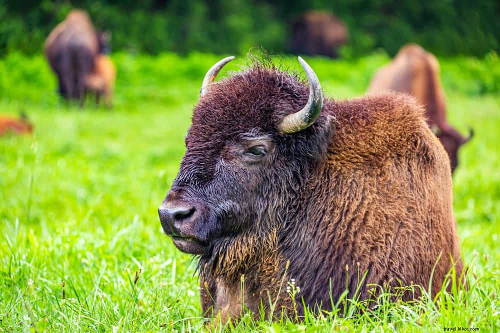 Les 17 plus beaux sites à découvrir dans le Kentucky
