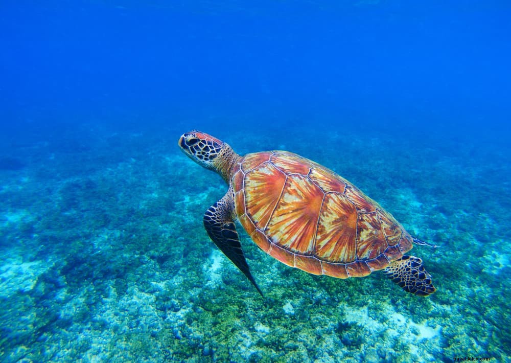 Les 20 plus beaux sites à explorer aux Philippines