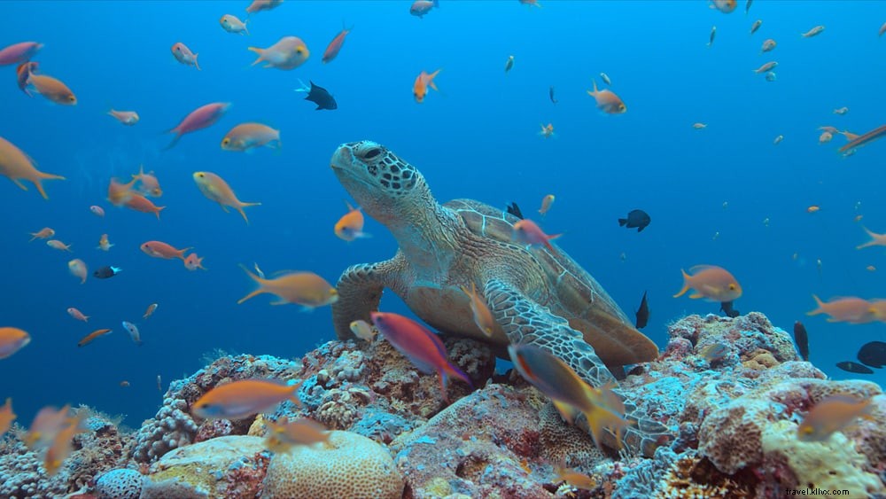 Les 20 plus beaux sites à explorer aux Philippines
