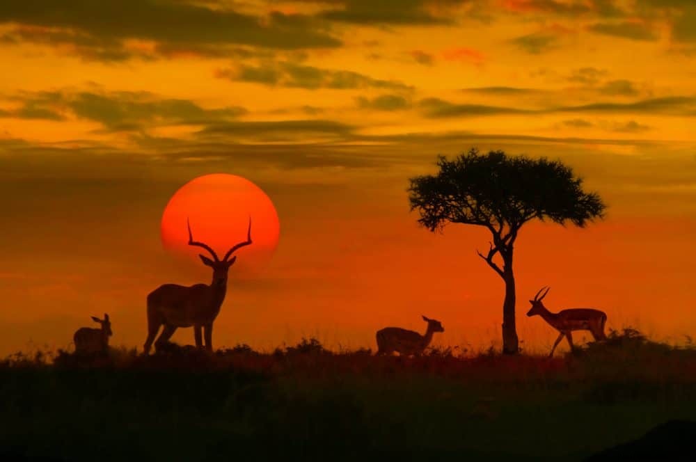 24 des plus beaux sites à découvrir en Afrique du Sud