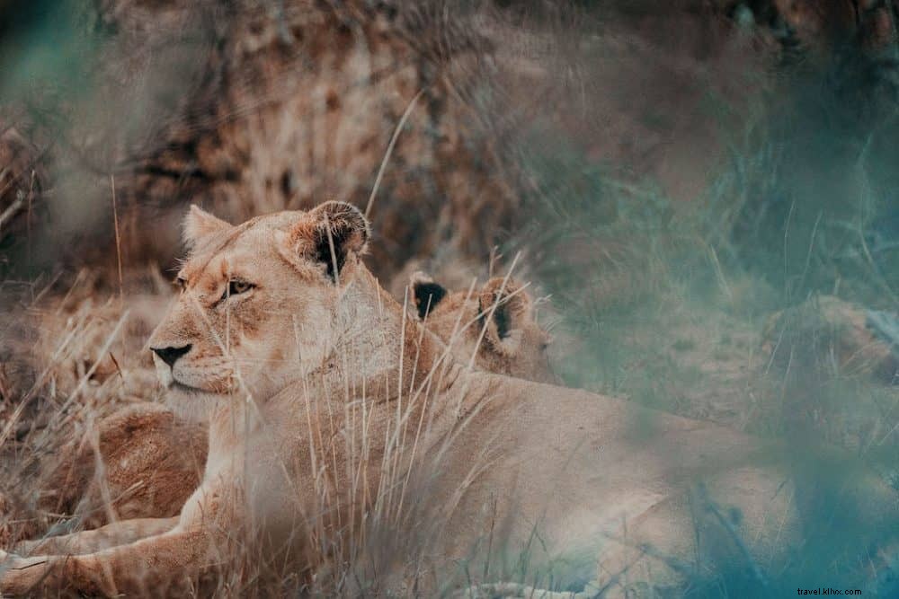 24 des plus beaux sites à découvrir en Afrique du Sud