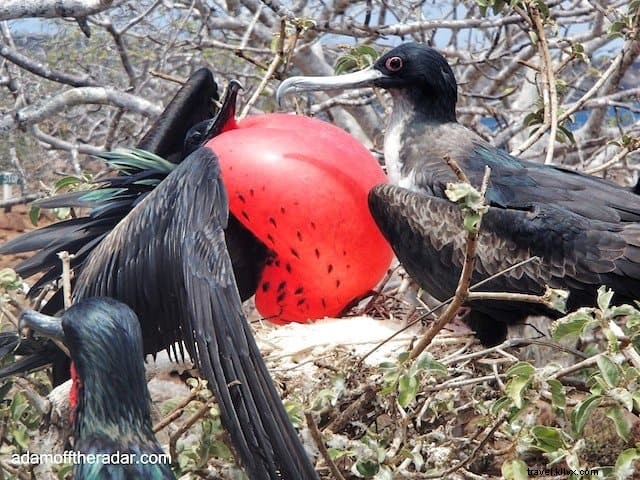 10 endroits incroyables à visiter aux îles Galapagos
