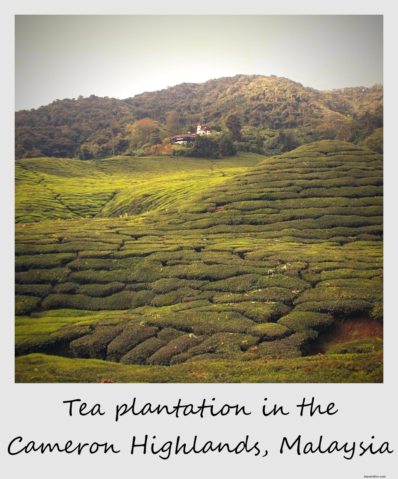 Polaroid de la semaine : plantation de thé dans les Cameron Highlands, Malaisie