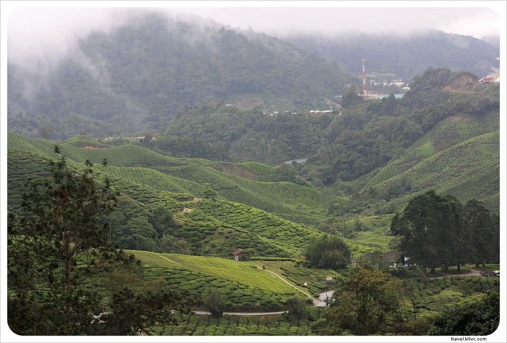 High Tea et randonnée dans les Cameron Highlands, Malaisie