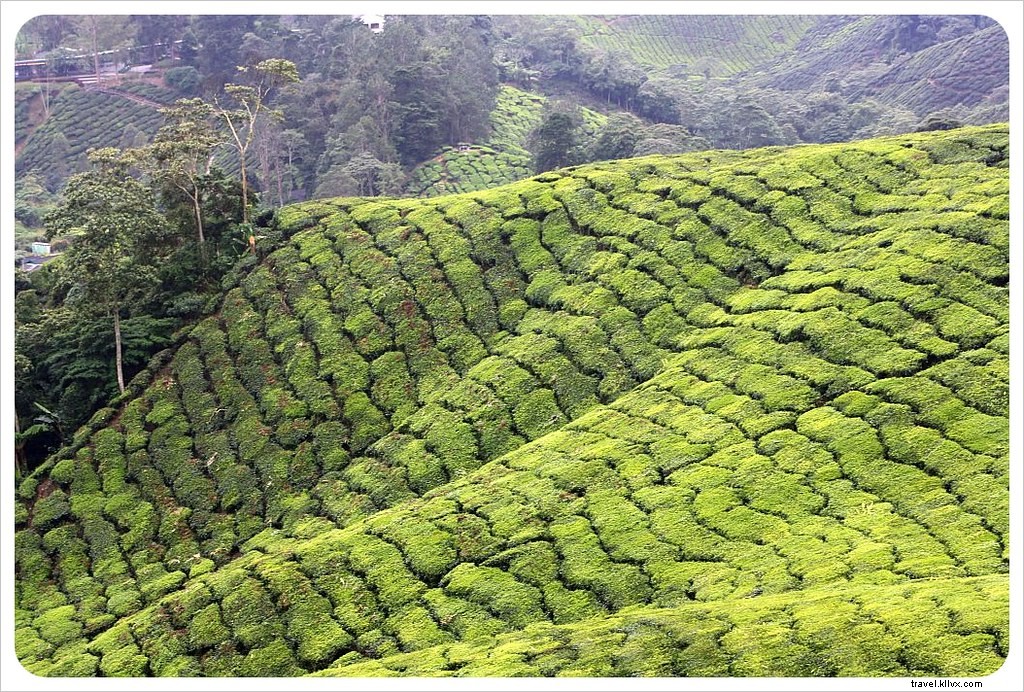 High Tea et randonnée dans les Cameron Highlands, Malaisie