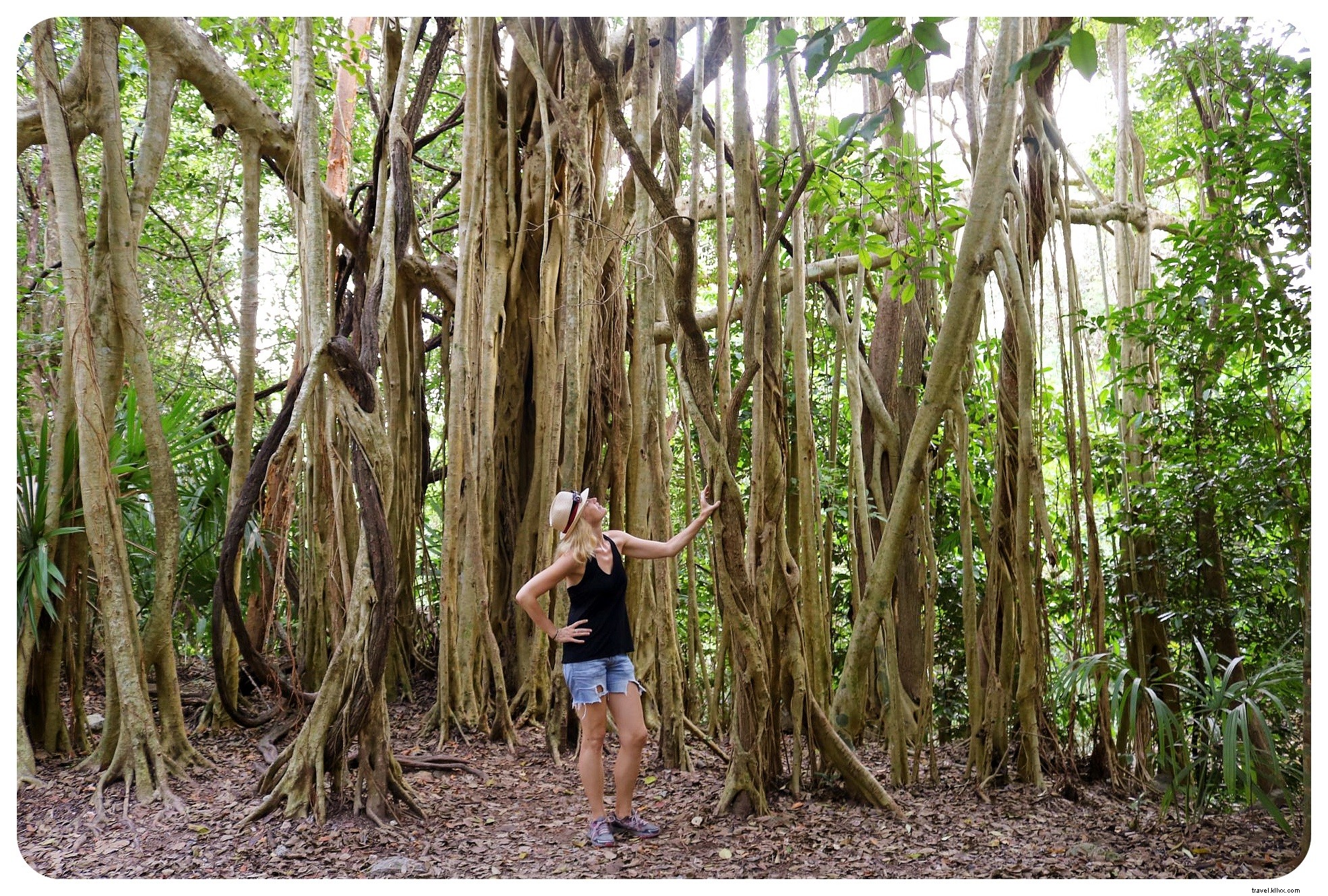 Cénotes, plages et ruines mayas : un road‑trip au Yucatán alimenté par des tacos