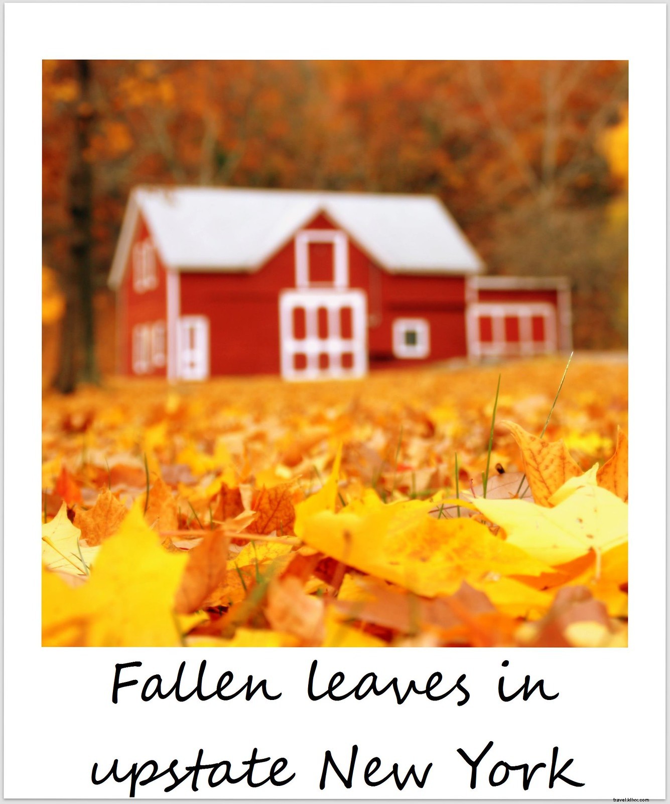 Polaroïd de la semaine : feuillage d’automne dans le nord de l’État de New York