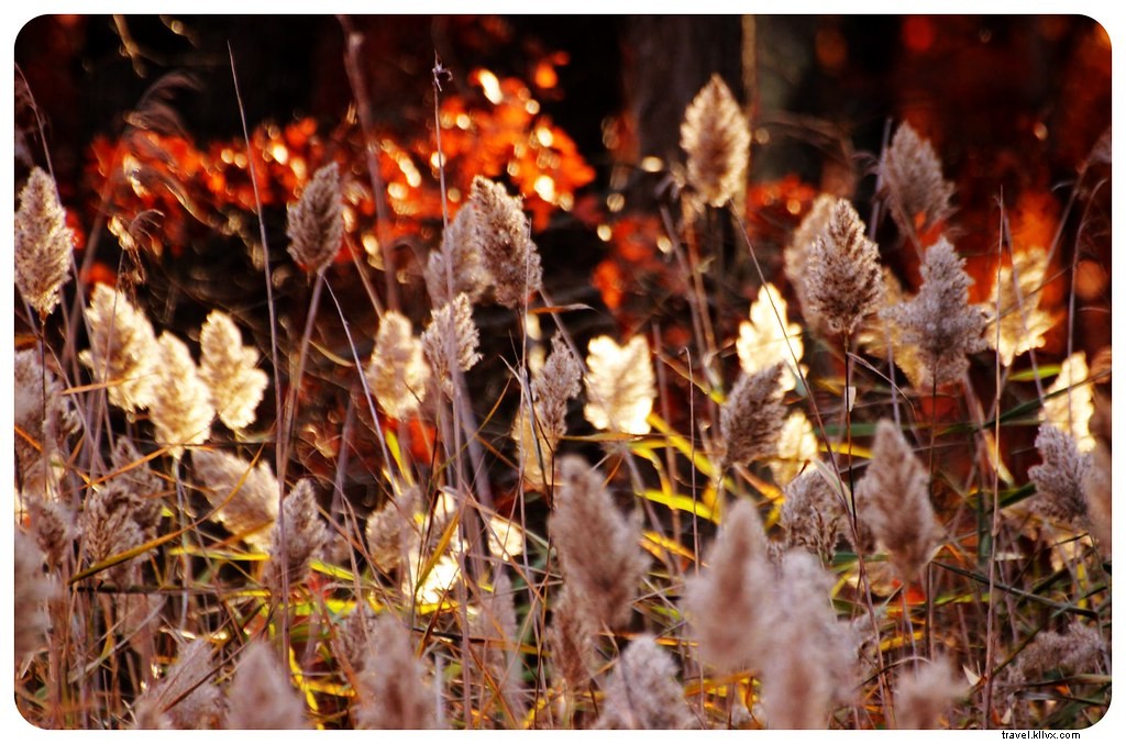 New York en couleurs : road trip à travers le feuillage d’automne