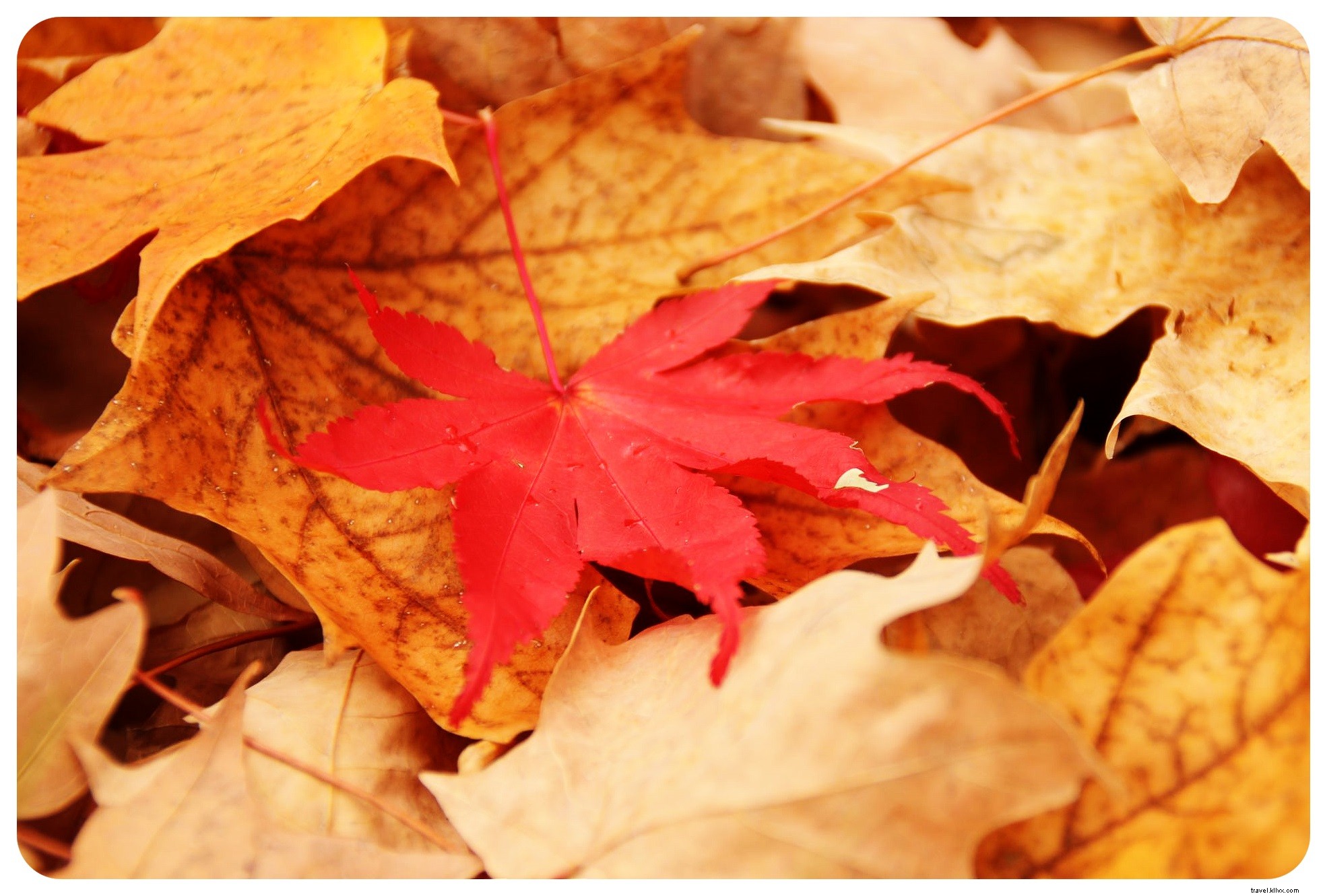 Les meilleurs lieux pour admirer le feuillage d’automne en Nouvelle-Angleterre