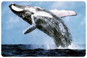 Observation des baleines dans la baie de Monterey