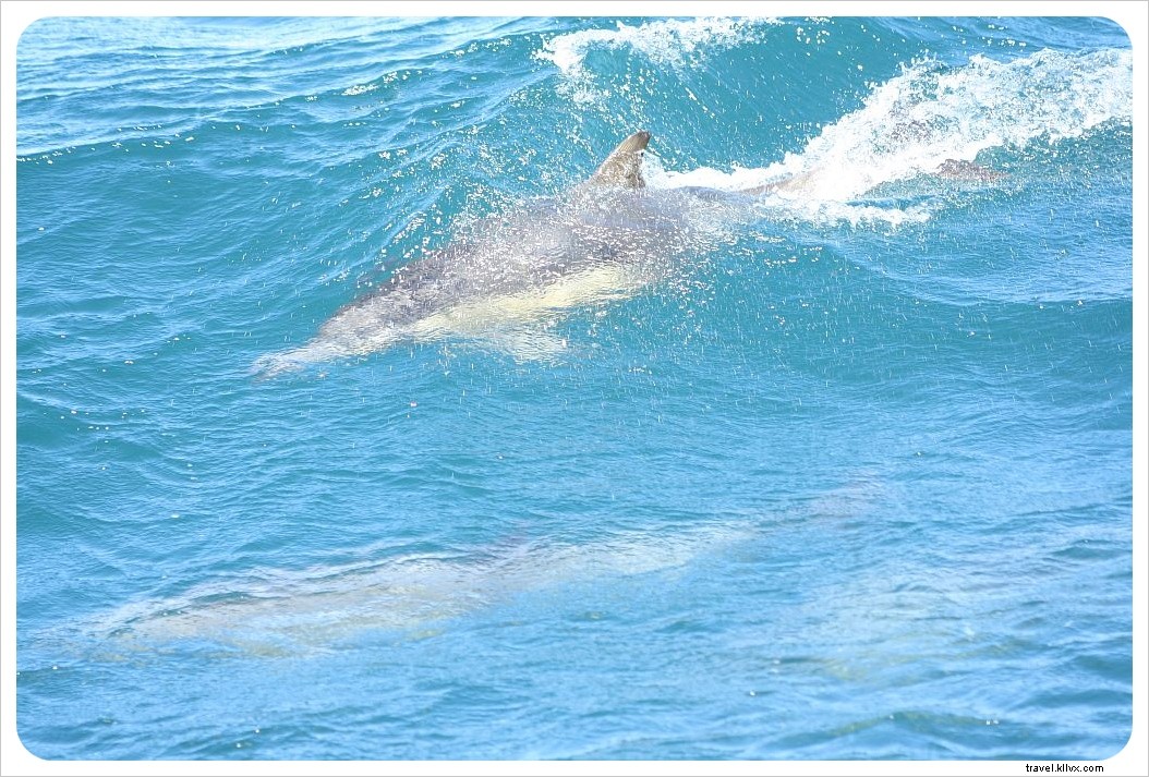 Observation des baleines dans la baie de Monterey