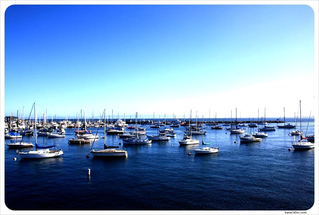 Observation des baleines dans la baie de Monterey