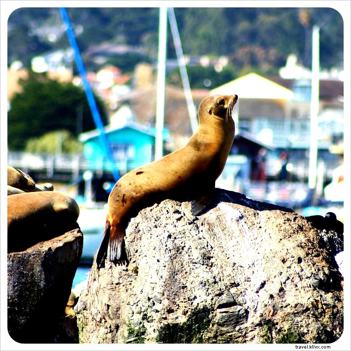 Observation des baleines dans la baie de Monterey