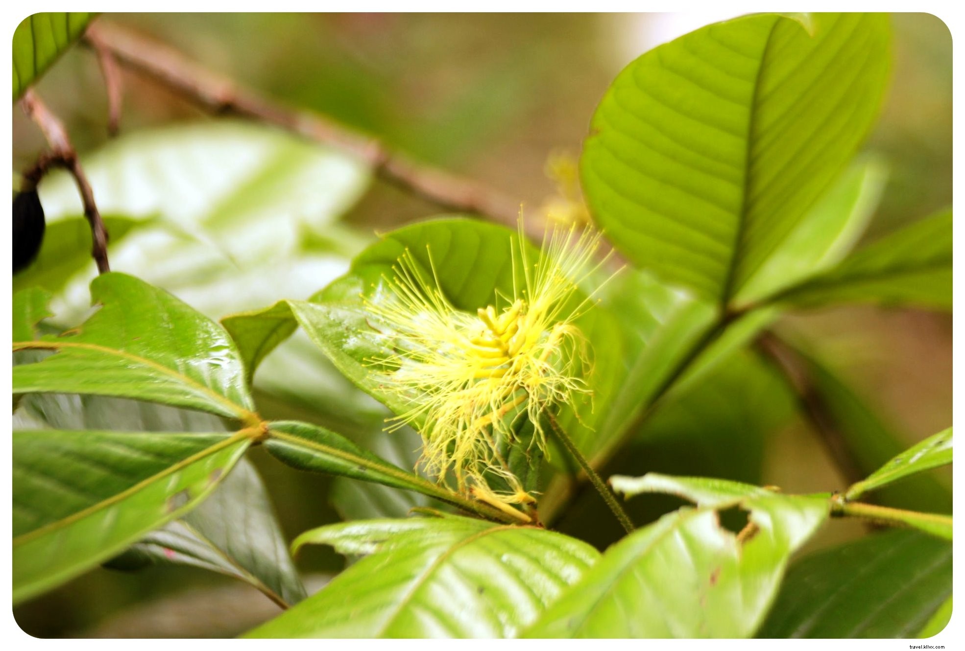 À la recherche de mes démons intérieurs dans la jungle colombienne : un rite d’ayahuasca
