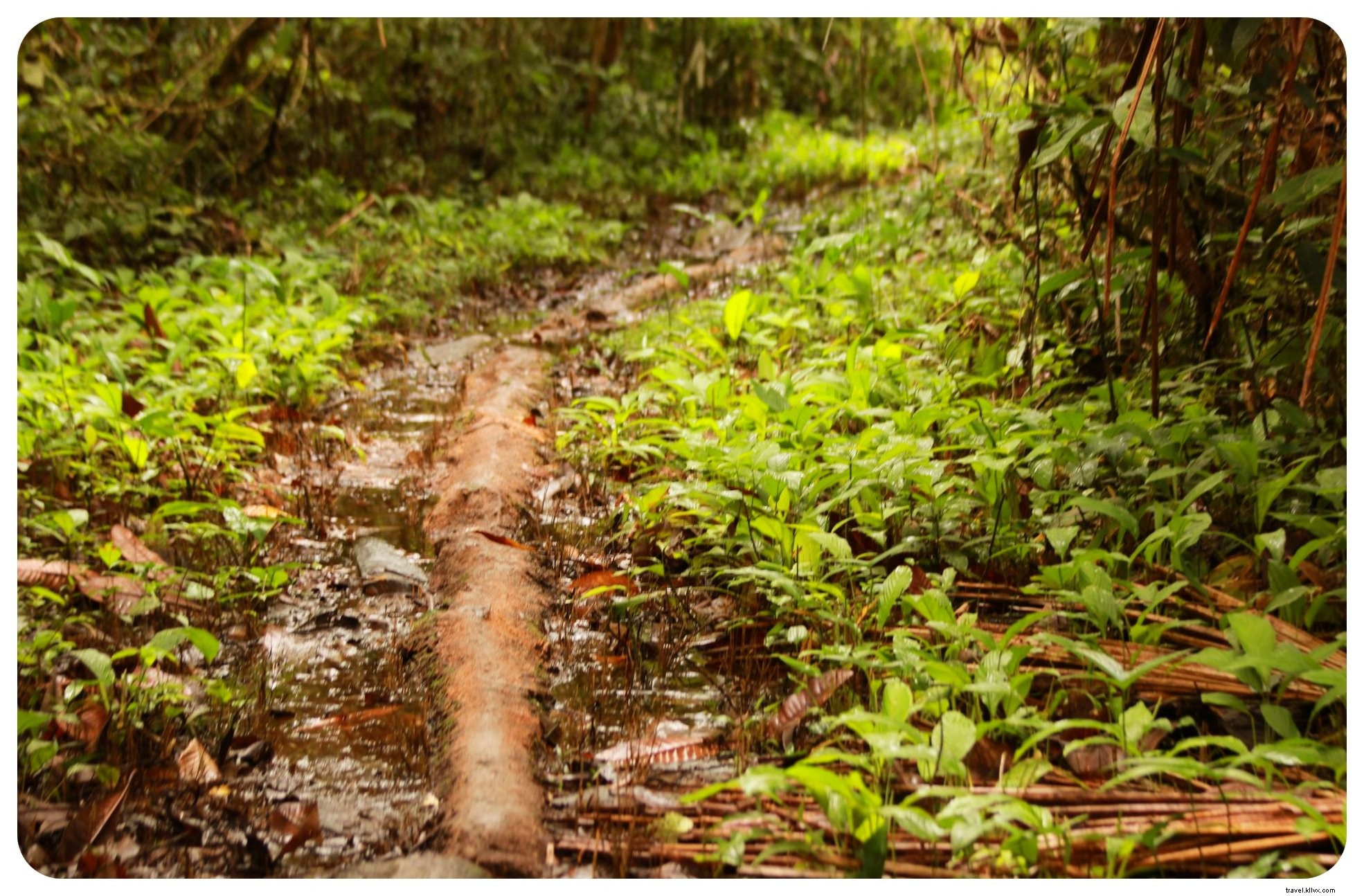 À la recherche de mes démons intérieurs dans la jungle colombienne : un rite d’ayahuasca