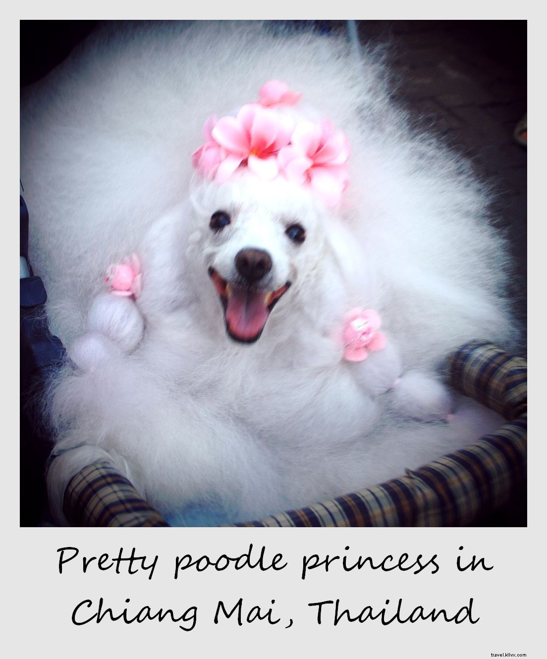 Polaroid de la semaine : une ravissante princesse caniche à Chiang Mai, Thaïlande