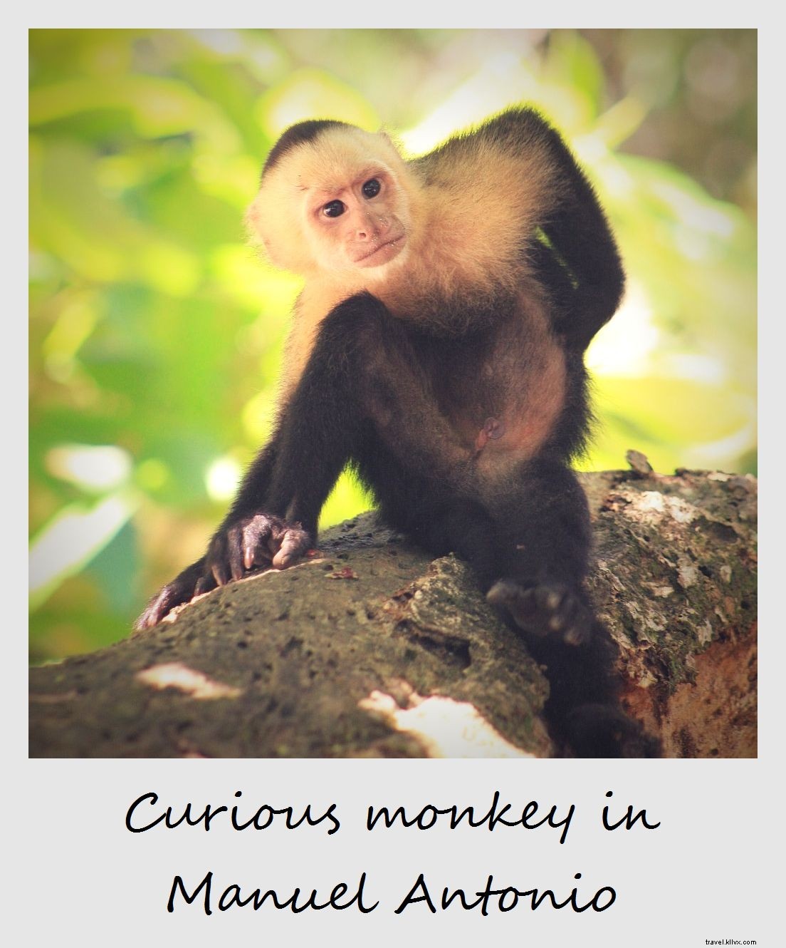 Polaroïd de la semaine : Singe-araignée à Manuel Antonio, Costa Rica