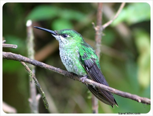 Le Costa Rica, un véritable paradis sauvage