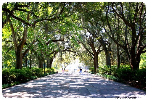Savannah, une rêverie en images