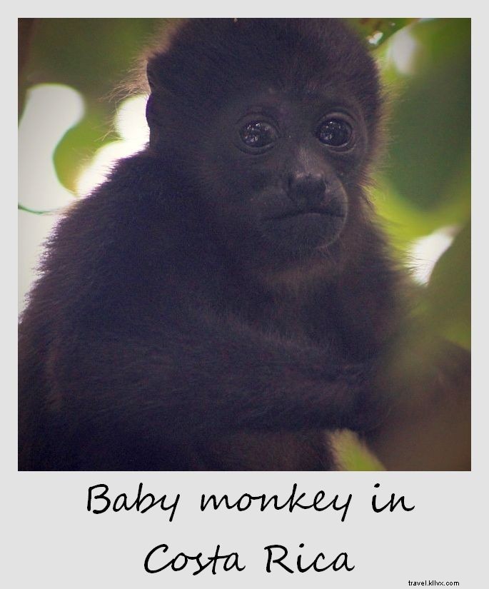 Polaroid de la semaine : bébé singe au Costa Rica