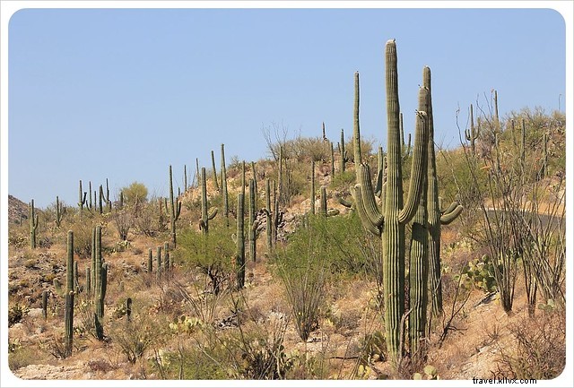 Essai photo : les saguaros du sud de l Arizona